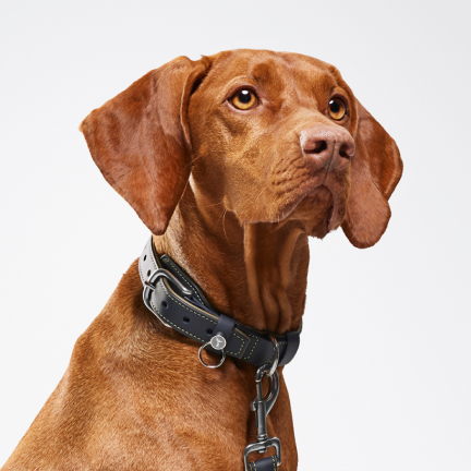 <p>Reward the loyalty of your canine companion with this beautiful collar and lead. Crafted from the finest Rolls-Royce natural grain leather with contrast stitching, and finished with a polished metal Spirit of Ecstasy charm.</p>