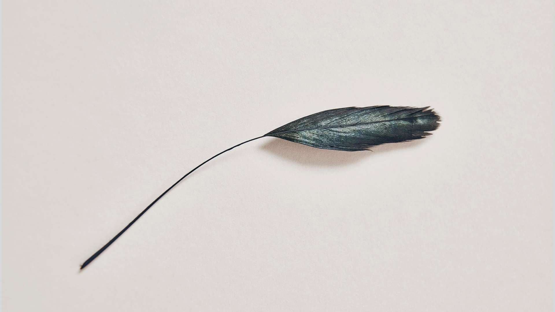 A close up of one of the 3,000 iridescent tail feathers used to create a Bespoke Phantom Gallery