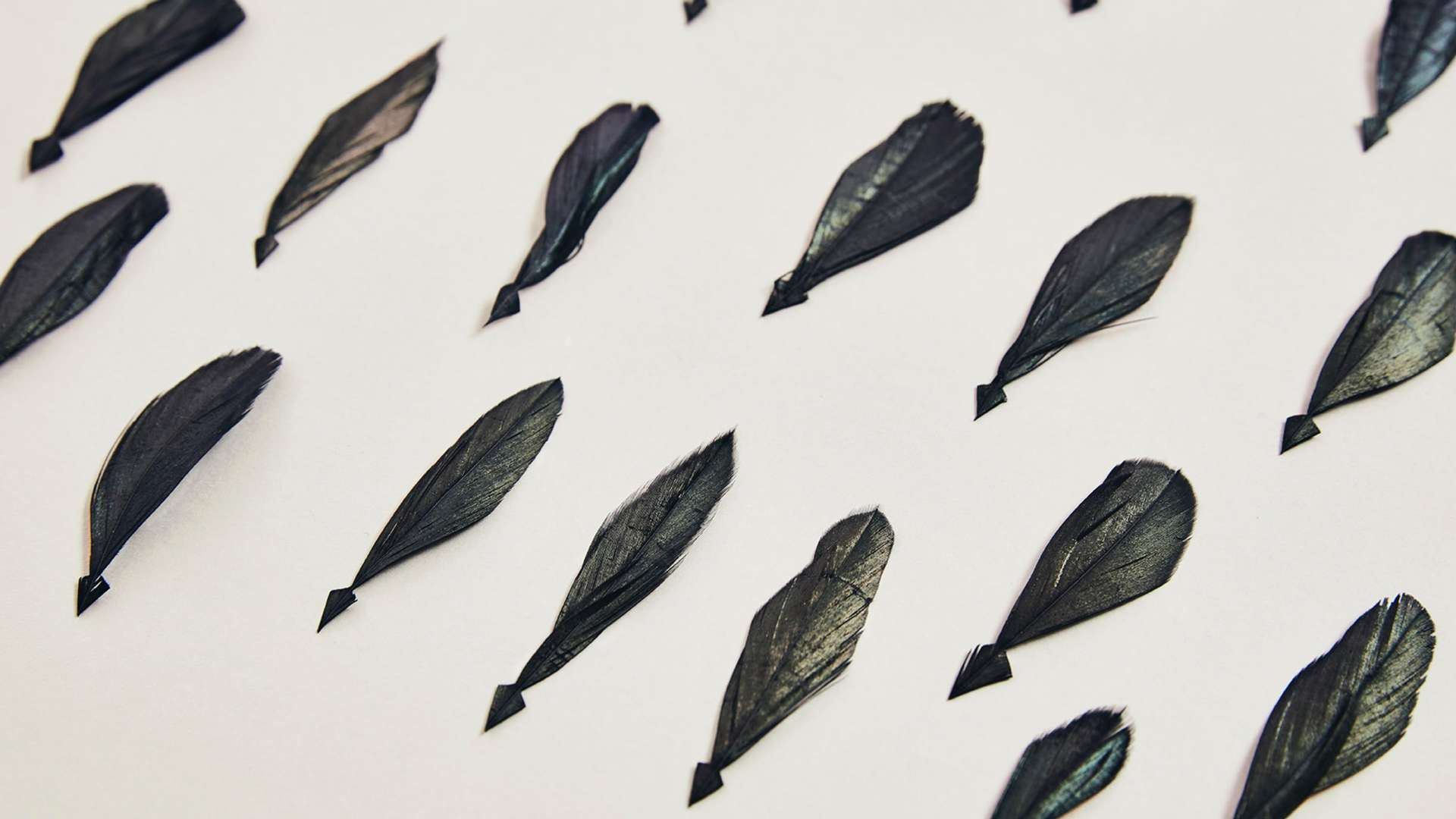 A close up of some of the 3,000 iridescent tail feathers used to create a Bespoke Phantom Gallery