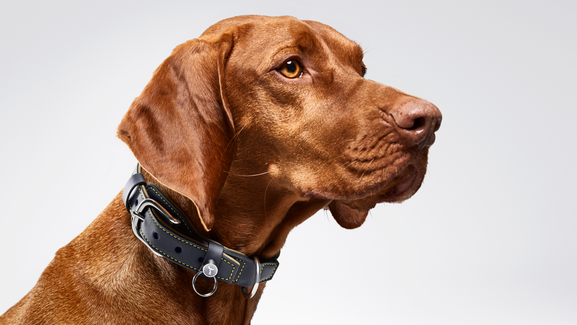 Front view of a dog wearing the Rolls-Royce Dog Collar